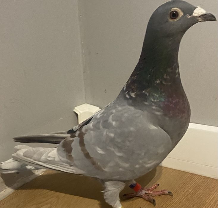 Sprzedam gołębia pocztowego