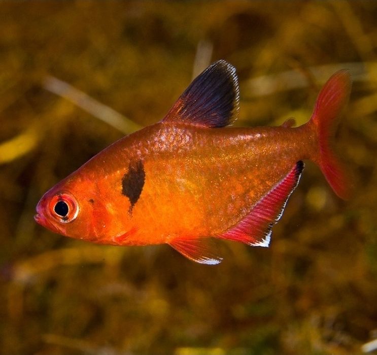 Tetra Serpae Véu