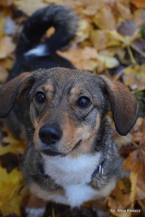 Młoda 10-kilowa suczka Bonita szuka dobrego domu