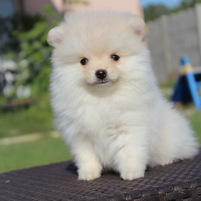 Продаются щенки Померанцы белокремовые и кремовые.