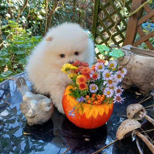 Suczka , zadbana, wesoła, info instagram