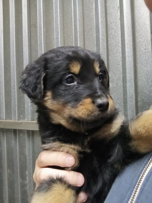 Oddam za darmo pieski