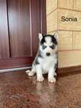 Husky Syberyjski