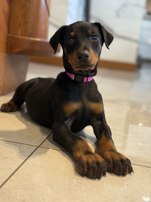 Szczeniaki Doberman