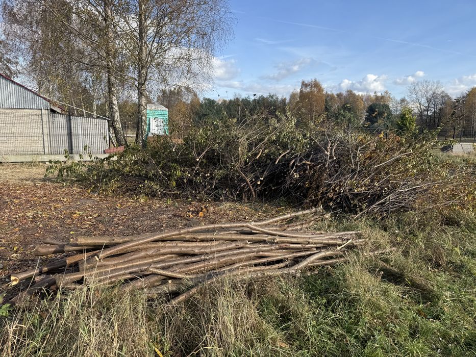 Oddam drzewo/galęzie