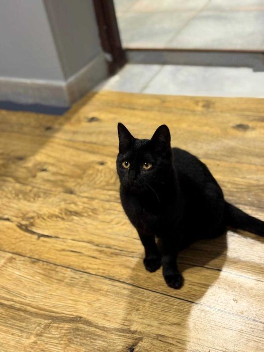 Czarna kotka, 5 mcy do adopcji