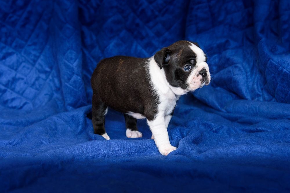 Boston Terrier szczeniak, samiec