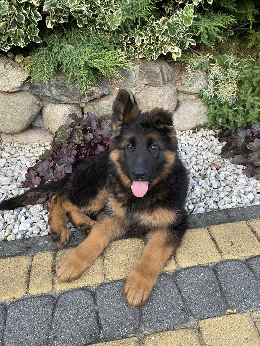 Szczenię suczka owczarek niemiecki długowłosy ZKwP/FCI