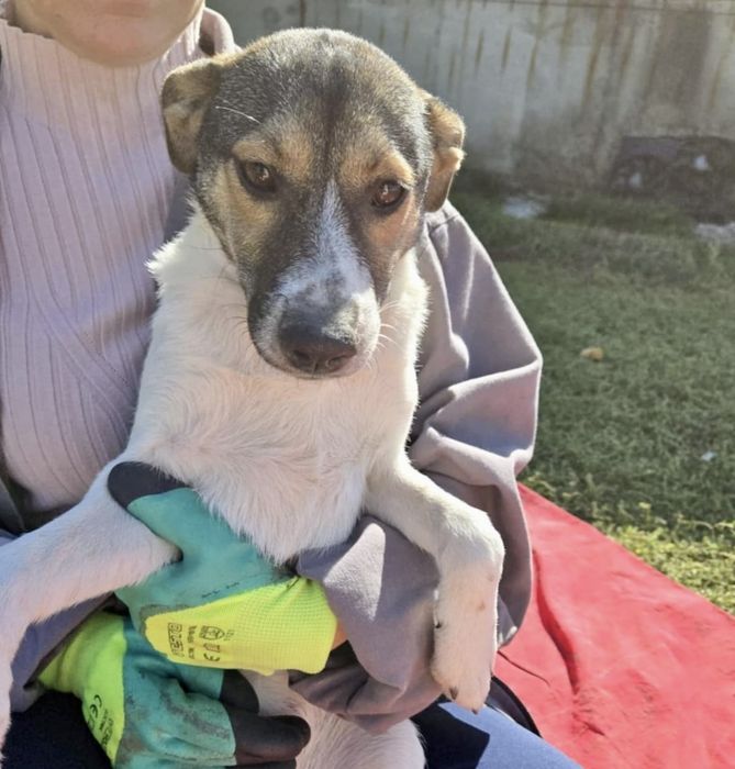 NADZIEJA – 5 mięs. Kochana sunia