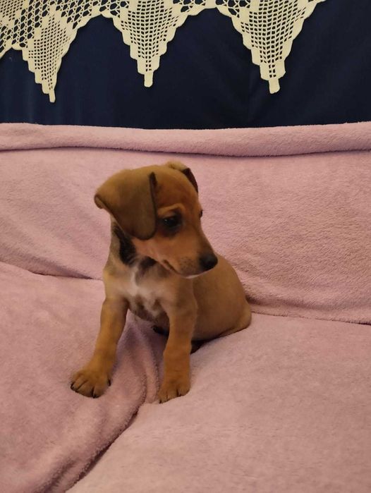 Cachorro Teckel Castanho