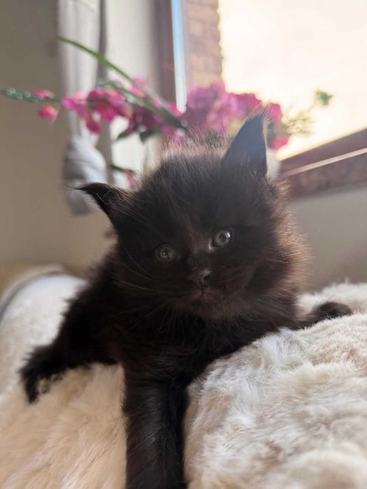 Kocurek Maine Coon czarny n linia shaded