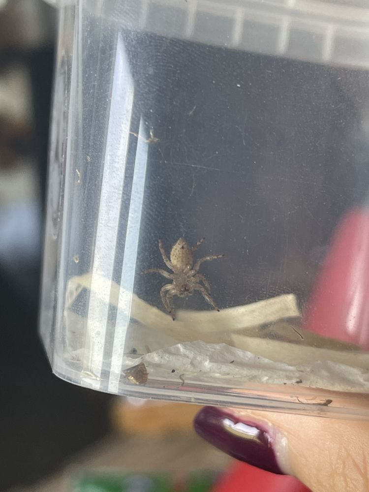 Skakun Plexippus paykulli
