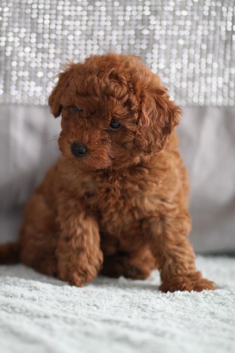 ***Pudel Toy/Miniaturowy Red Badania***