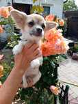 Chihuahua długowłosy