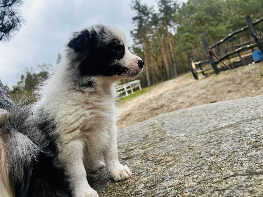 Border Collie piesek blue merle