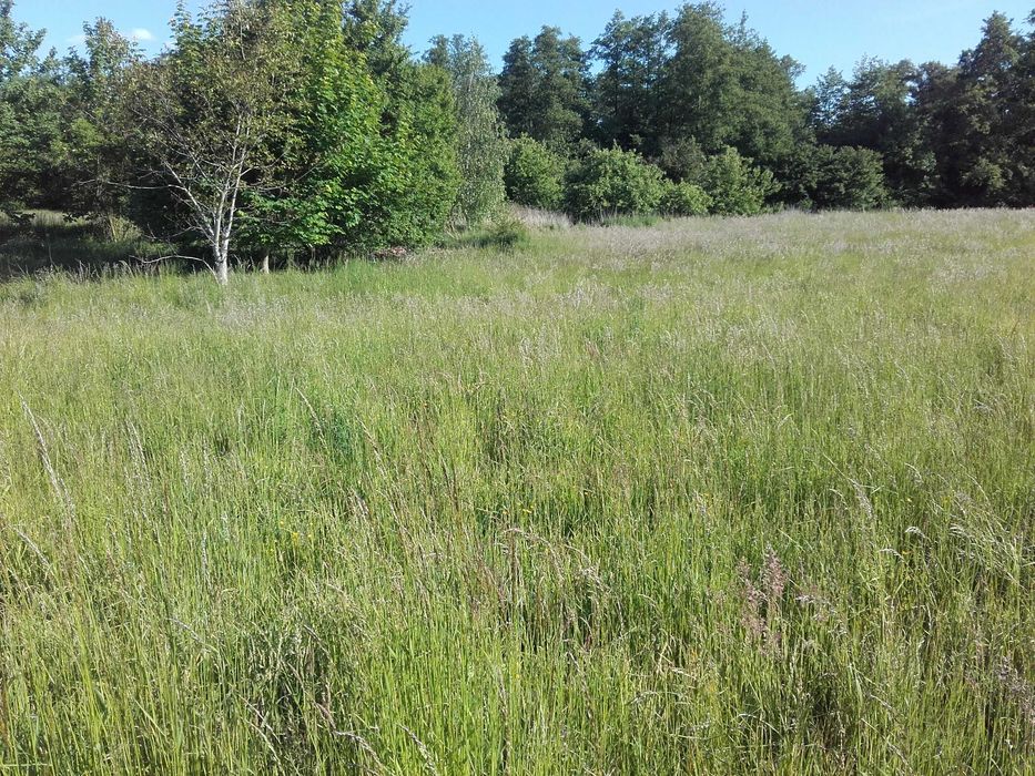 Śliczna działka w Słupcy otoczona łąkami 14 arów.