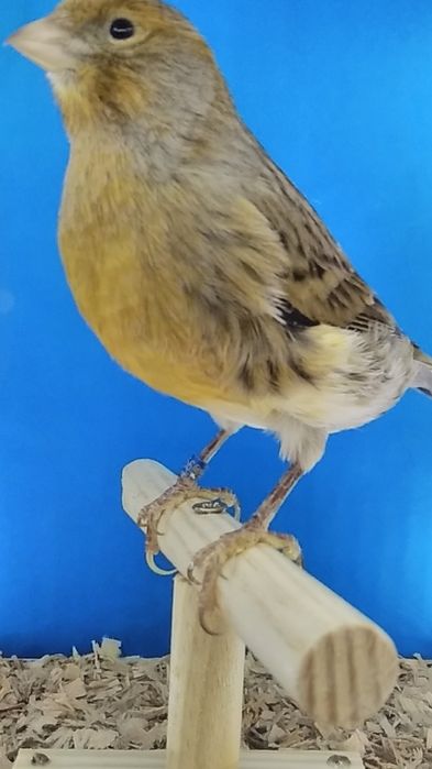 Kanarki samice   z 2023r