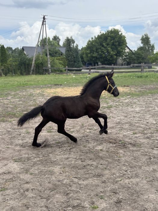 Klacz fryzyjska 100% spokój