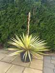 Juka Bright Edge