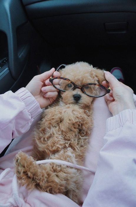 Maltipoo собака • мальтіпу міні ф1 – дитяча любов