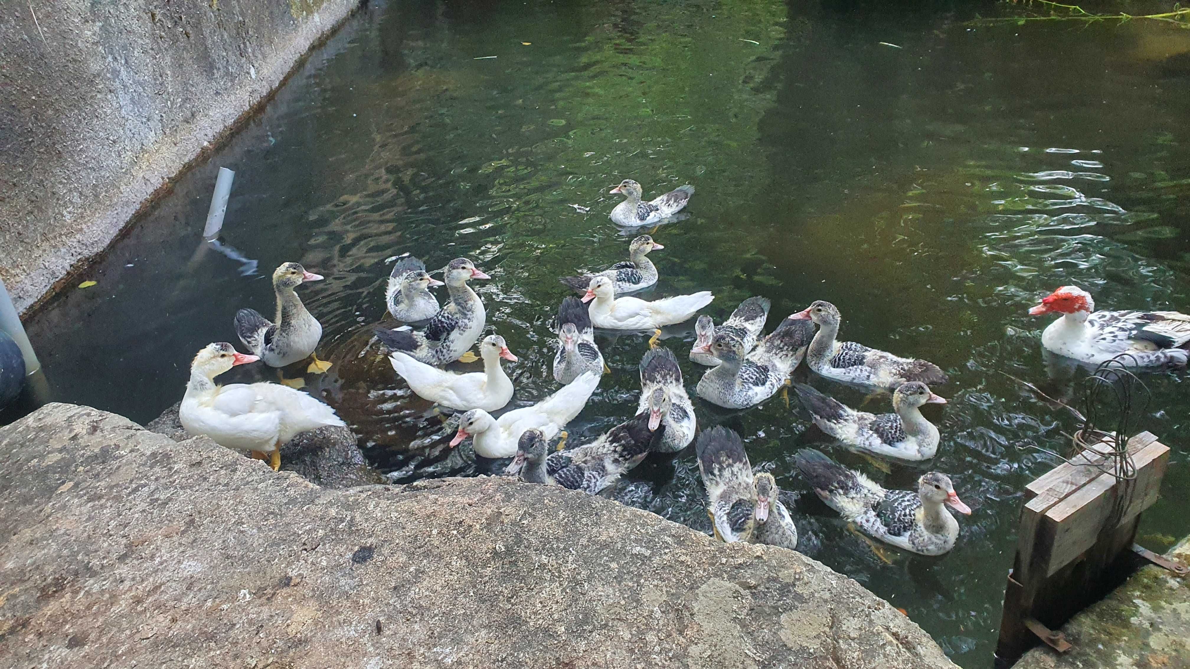 Patos Muscovy Jovens à Venda – Saudáveis e Bem Criados
