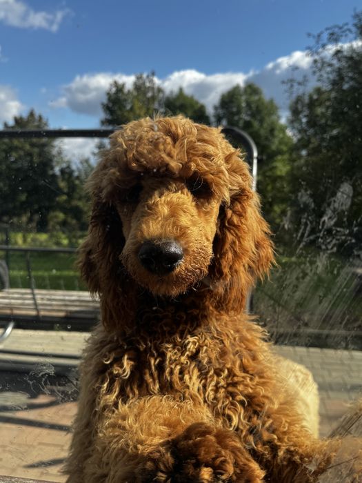 Pudel duży królewski FCI piesek okazja