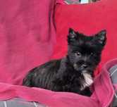 Suczka mini black Yorkshire terrier