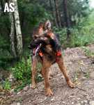 Min owczarek niemiecki 1 rok, 15kg, adopcja za darmo oddam