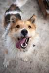 Hugo do adopcji!