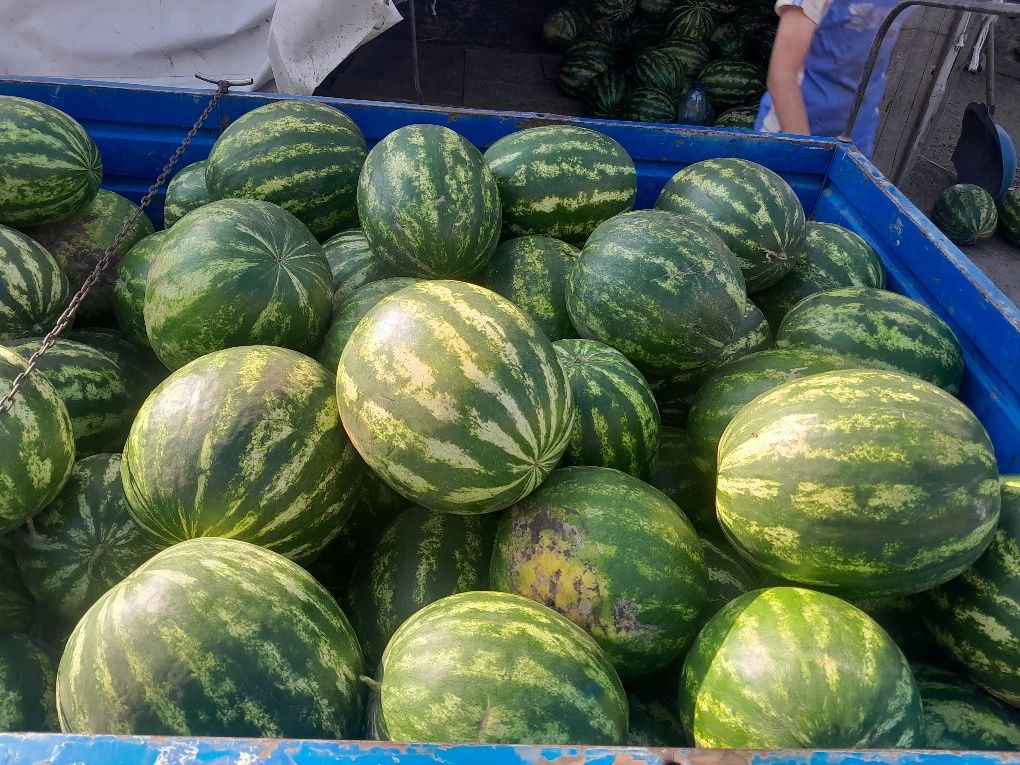 ПРОДАМ домашній Кавун  опт