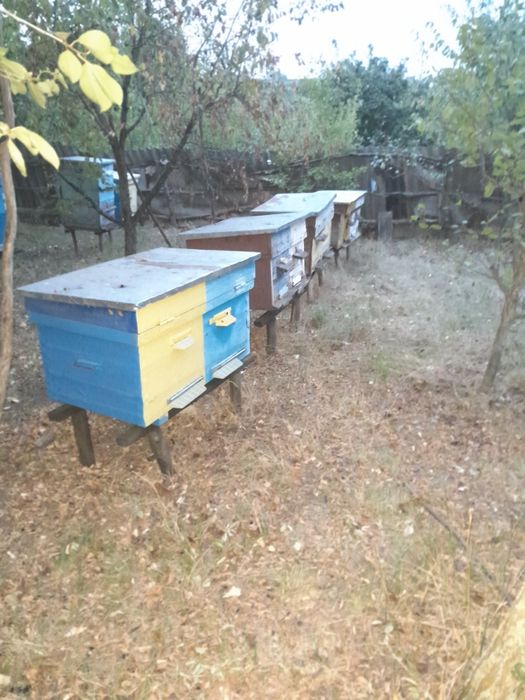 Продам вулики,лежаки та корпусні,.