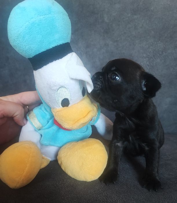 Французский бульдог