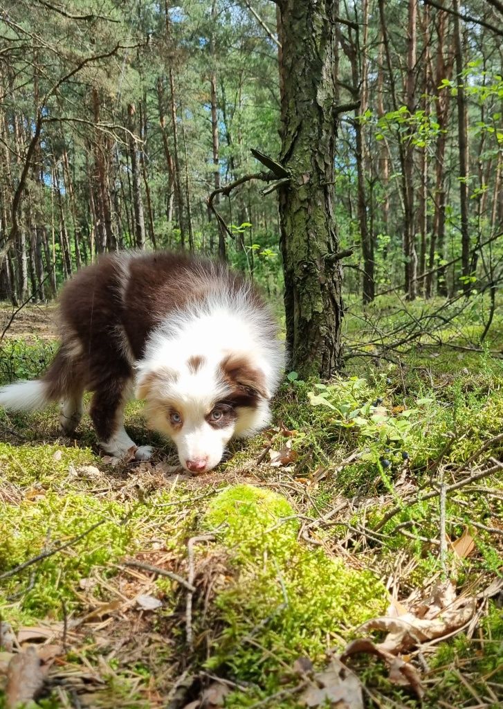 Border Collie piesek czekoladowy tricolor badania