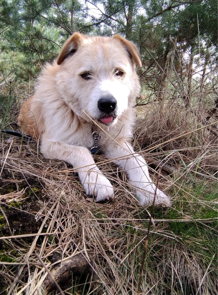 Tadziu kochany szorstkowlosy psiak do adopcji