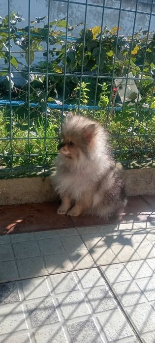 Lulu da Pomerânia