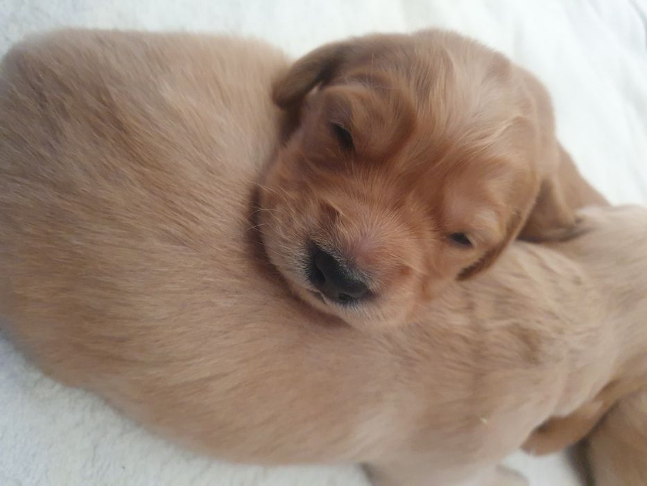 Golden Retriever linia amerykańska / piesek / szczeniak /rodowód ZK.PL
