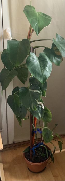 Kwiat filodendron  90 cm