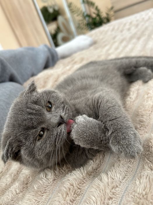 Продам в хороші руки весловуху шотланку!!