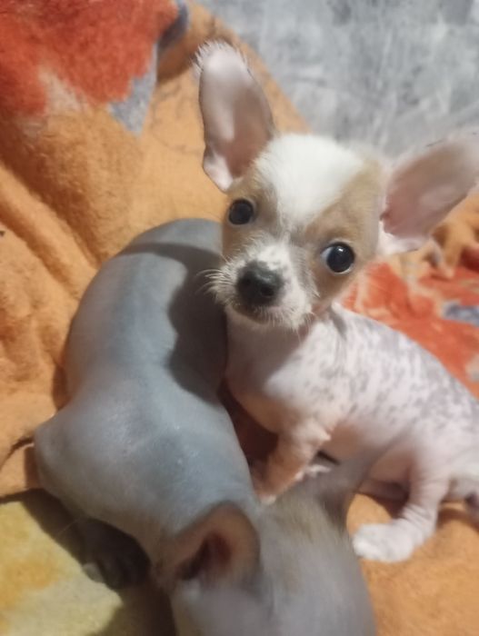 Щенок китайськой хохлатой міні