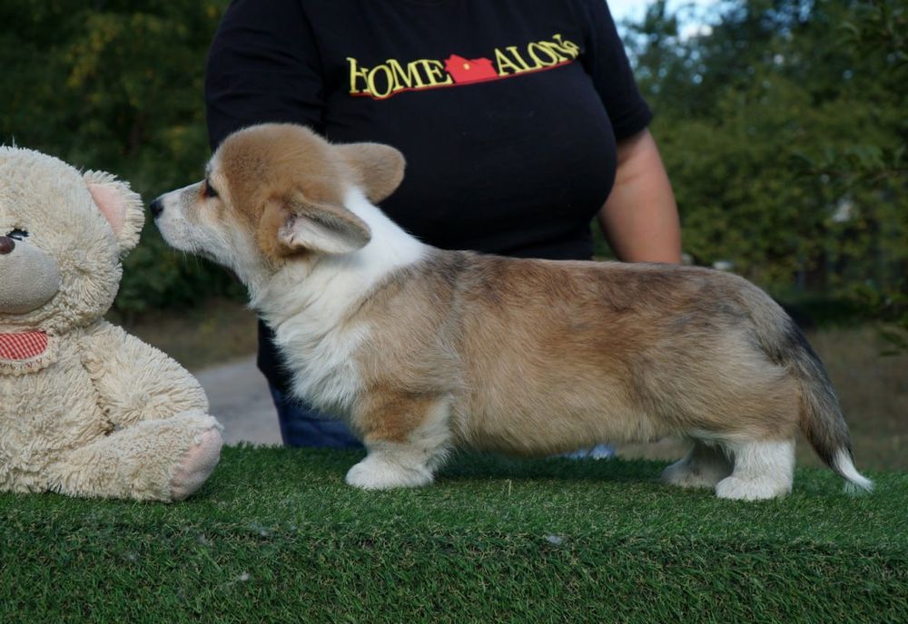 Цуценята вельш коргі пемброк. Є n/b. КСУ.