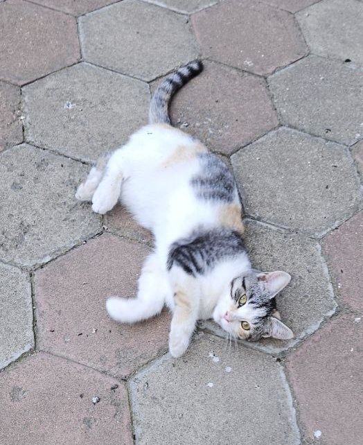 Отдам даром в добрые руки трехцветную кошечку