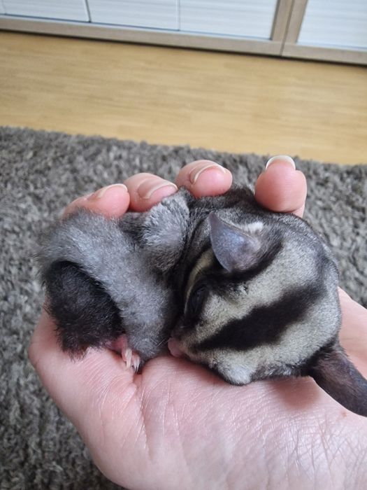 Lotopalanka karlowata -REZERWACJA DO 15.11.