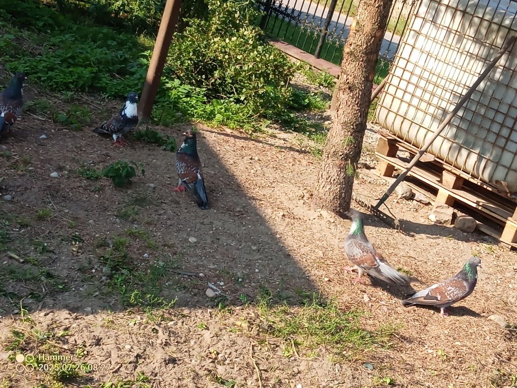 Sprzedam gołębie koszua