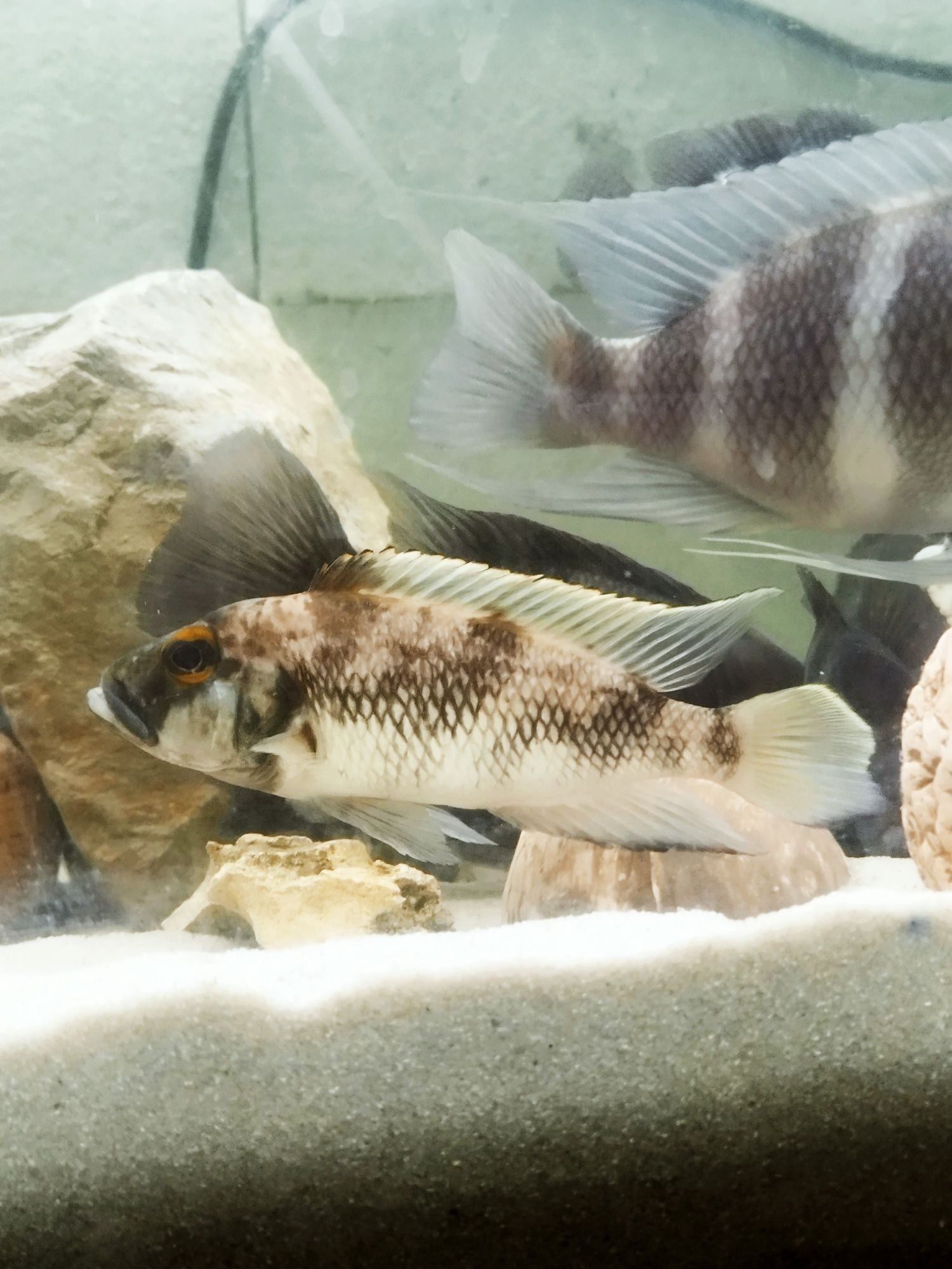 Lepidiolamprologus lemairi sibwesa f1
