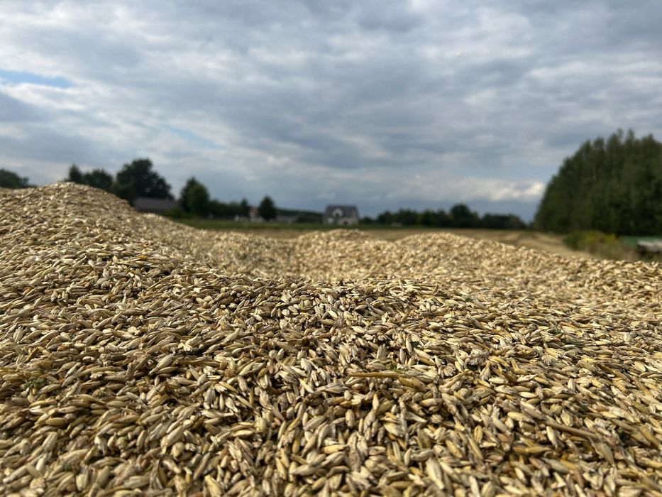 Orkisz zboże ekologiczna uprawa pszenica orkiszowa jara Wirtas