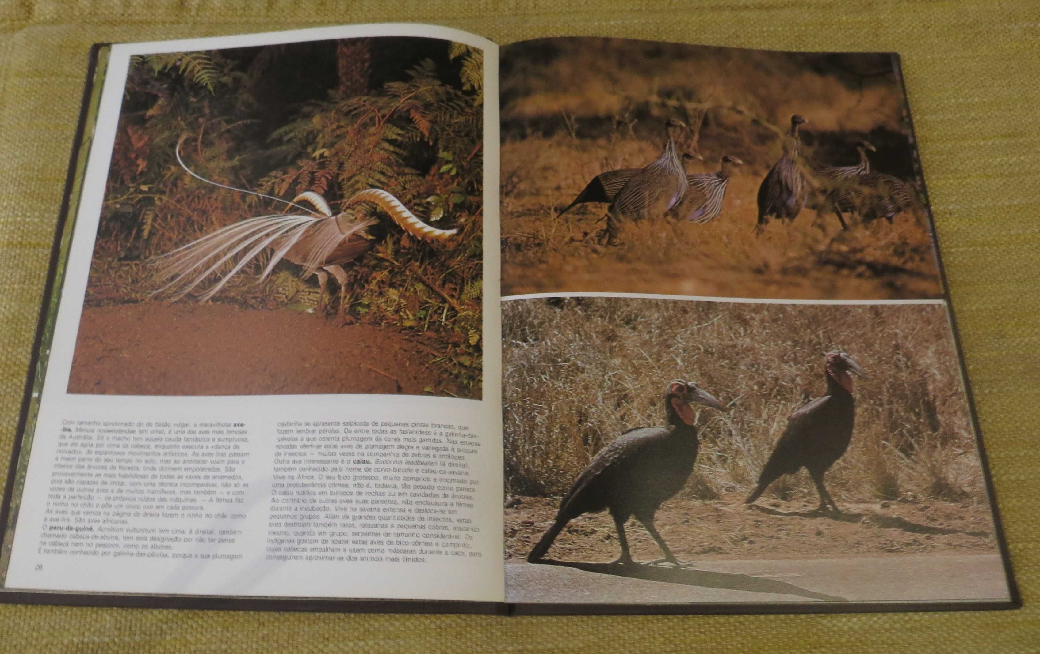 Livro Ilustrado O Mundo das Aves . Capa dura - tamanho A4