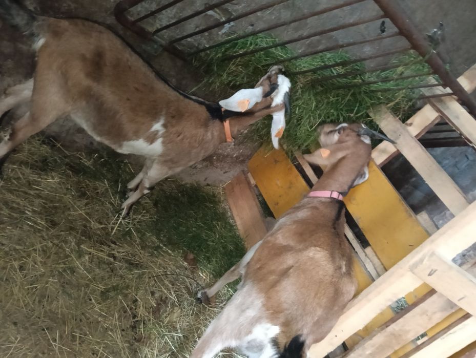 Koza pierwiastka z córką