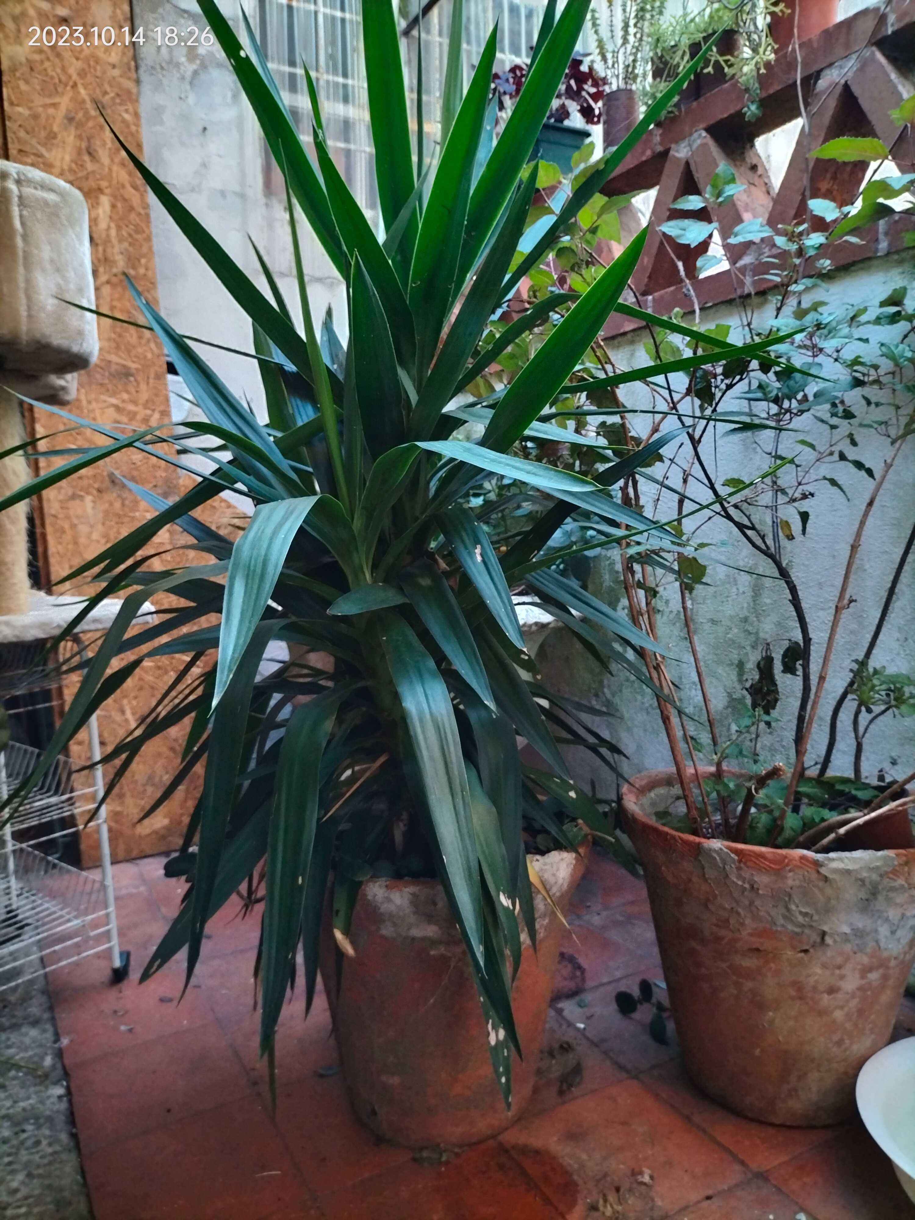 Plantas  Yucca para venda