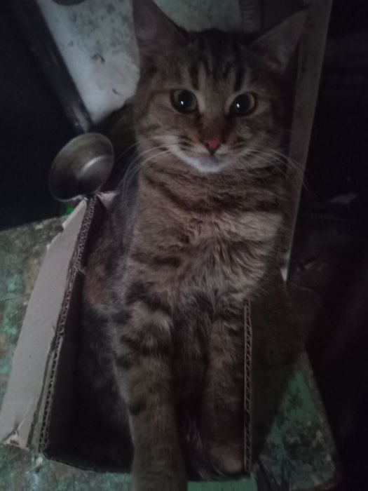 Пропала Кішка місто Дружківка винагорода за знаходження