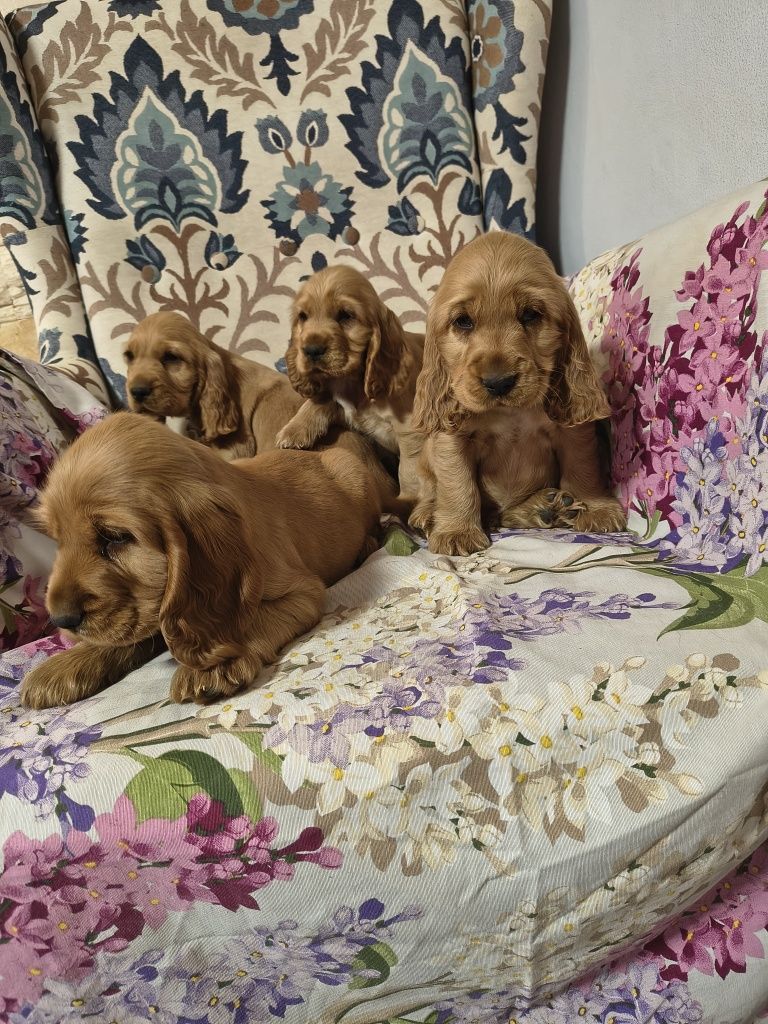 Okazja ze względu na sytuacje rodzinną!  Piękne Cocker spaniel